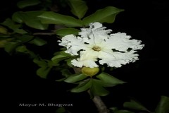Dolichandrone falcata var. falcata